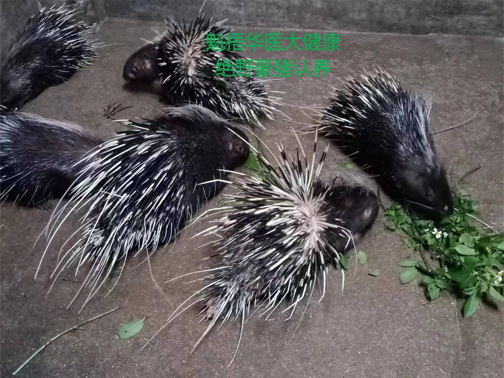 最新豪猪回收商家方法分析(最方便真实的昌都豪猪卖去什么地方方法)